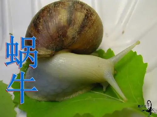 蜗牛 ppt课件