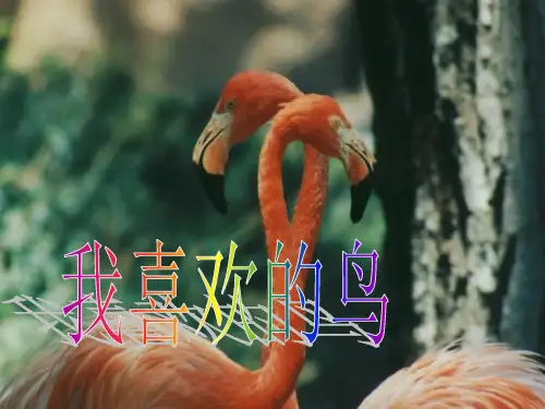 二年级下册美术优秀课件-19我喜欢的鸟 |人美版 PPT(20页)