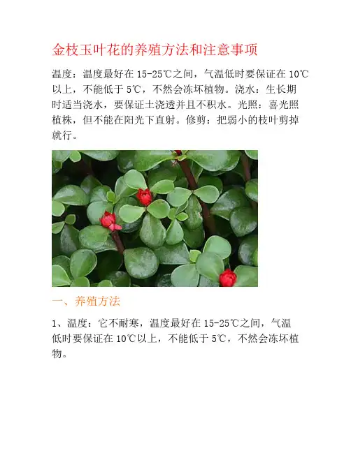 金枝玉叶花的养殖方法和注意事项