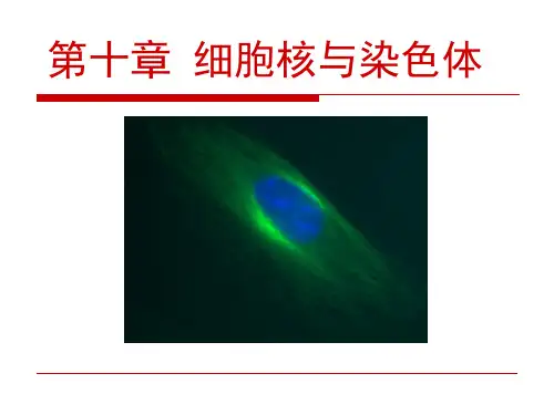 第十章 细胞核与染色体