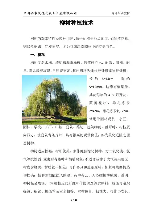 柳树种植技术