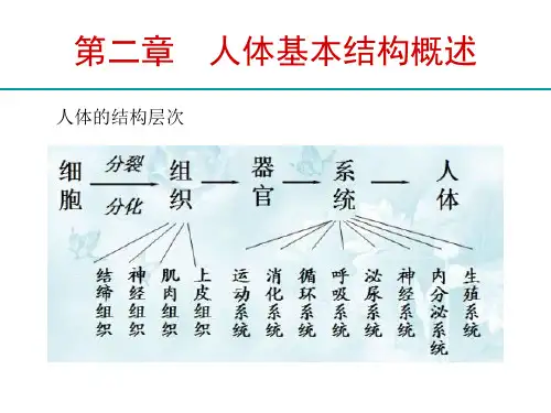 人体解剖生理学