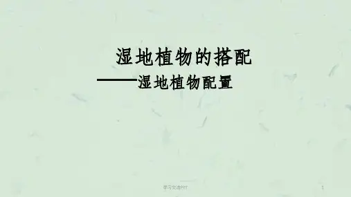 湿地植物配置课件