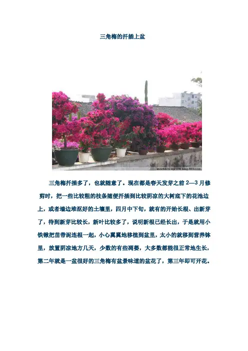 三角梅的扦插上盆