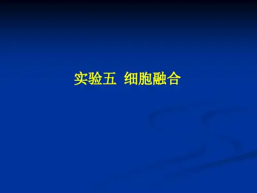 实验五细胞融合
