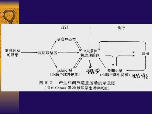 第10章 神经系统(下)