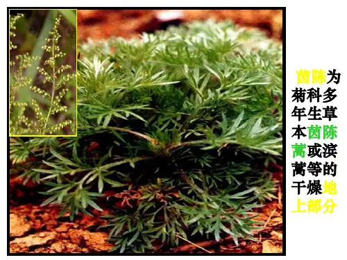 茵陈 (2)