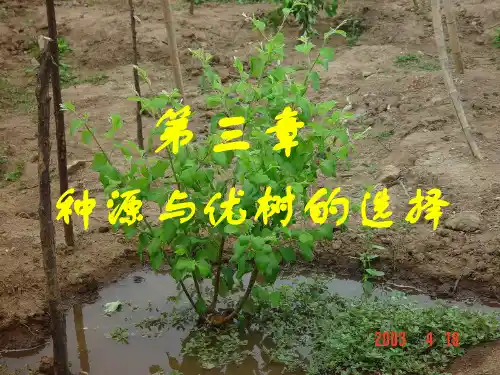林业种源与优树的选择