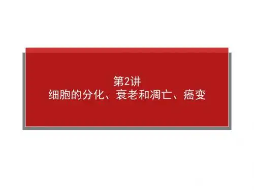 高考生物一轮复习课件：1.4.2细胞的分化、衰老和凋亡、癌变