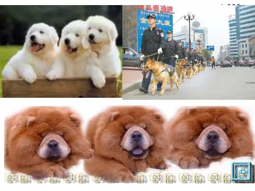 宠物行为与文化 狗文化