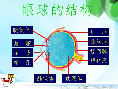 视觉和听觉PPT