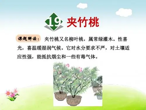 夹竹桃PPT课件6下苏教版第19课