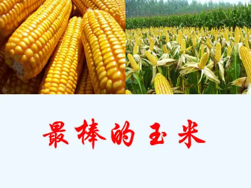 《最棒的玉米》课件1