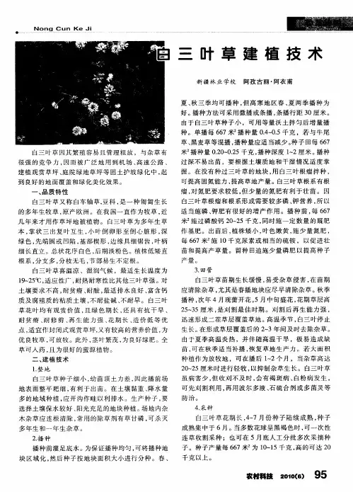 白三叶草建植技术