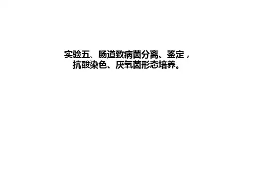 微生物学实验五、 肠道致病菌分离、鉴定,抗酸染色、厌氧菌形态培养
