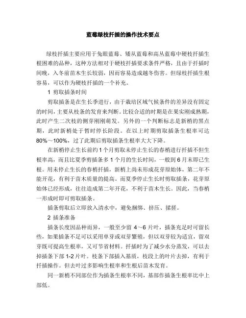 蓝莓绿枝扦插的操作技术要点