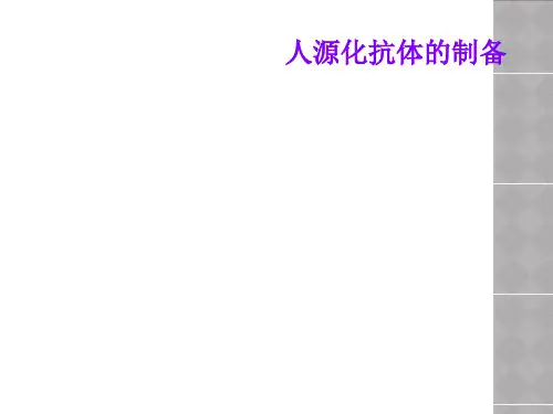 人源化抗体的制备