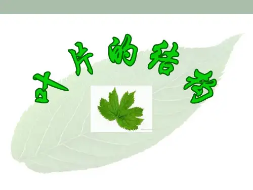 叶片的结构