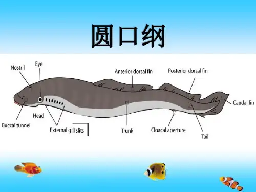 圆口纲