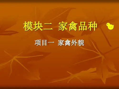 家禽的外貌特征