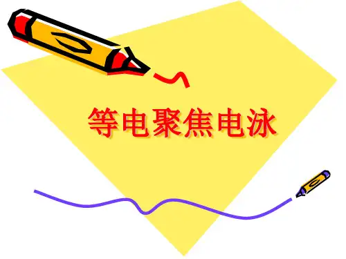 等电聚焦电泳