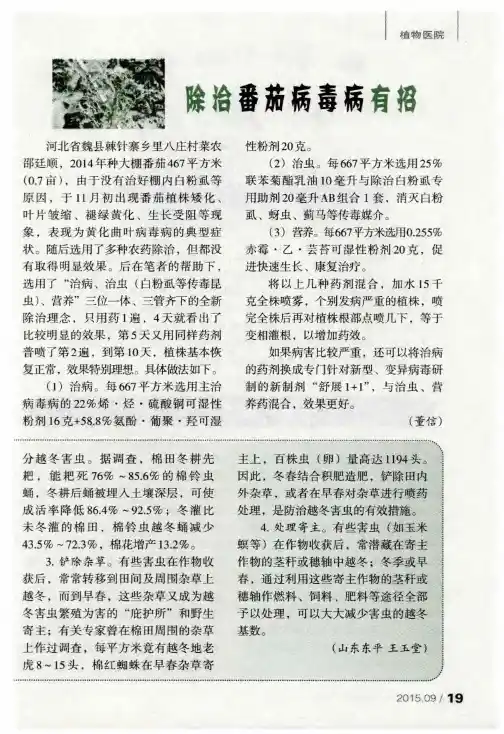 除治番茄病毒病有招