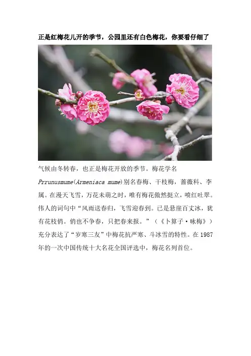 4正是红梅花儿开的季节,公园里还有白色梅花,你要看仔细了