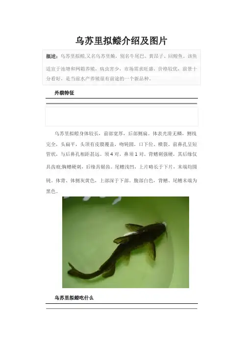 乌苏里拟鲿介绍及图片