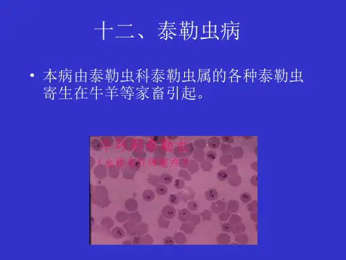 十二、泰勒虫病