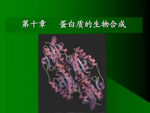 第十章   蛋白质的生物合成