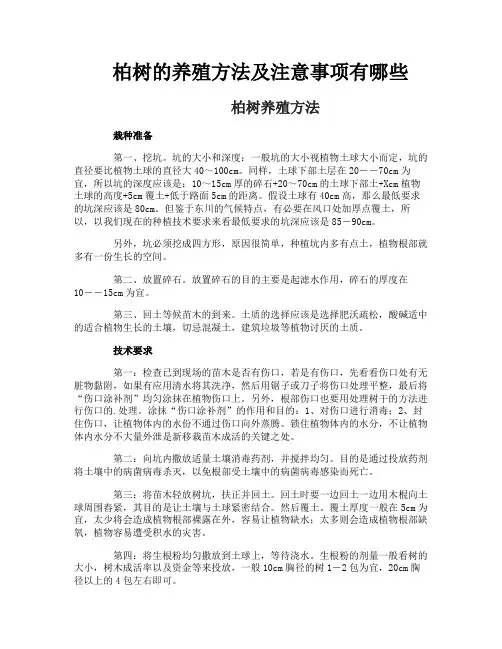 柏树的养殖方法及注意事项有哪些