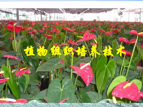 专题3《植物的组织培养技术》