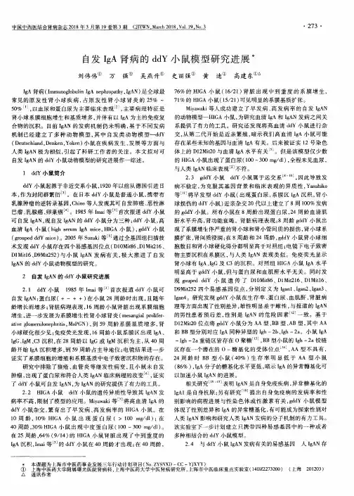 自发IgA肾病的ddY小鼠模型研究进展