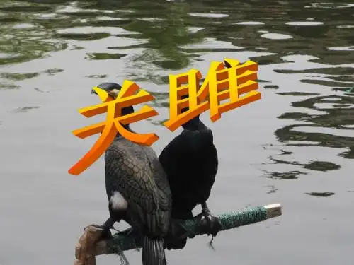 《关雎》