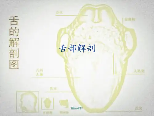 舌部解剖
