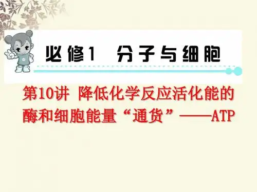 酶与ATP