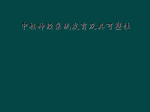 中枢神经系统发育及其可塑性
