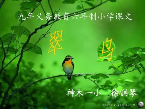 5翠鸟1