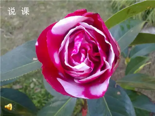 职业生涯规划说课课件(精选)