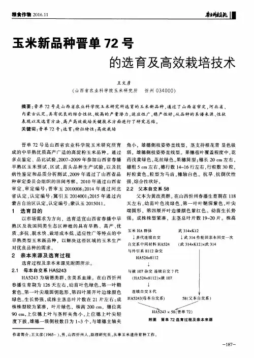 玉米新品种晋单72号的选育及高效栽培技术