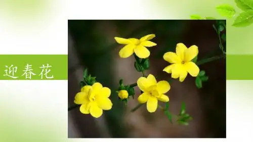 迎春花