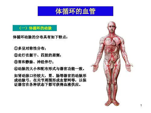 人体解剖学体循环动脉 ppt课件(1)