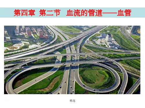 血流的管道—-—血管ppt课件