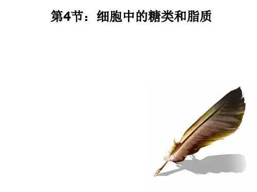 细胞中的糖类和脂质ppt42 人教课标版最新优选公开课件
