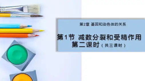 2.1 减数分裂和受精作用2 人教版高中生物必修二课件(共25张PPT)