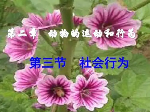八年级生物上册生物第二章第三节社会行为课件人教版7269110