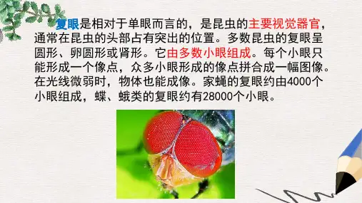 三年级语文下册 第一单元 4 昆虫备忘录(复眼课件 新人教版