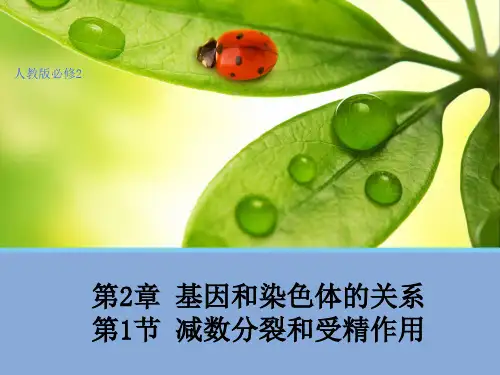 减数分裂2概述