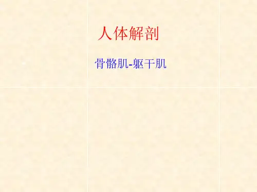 人体解剖-骨骼肌-躯干肌