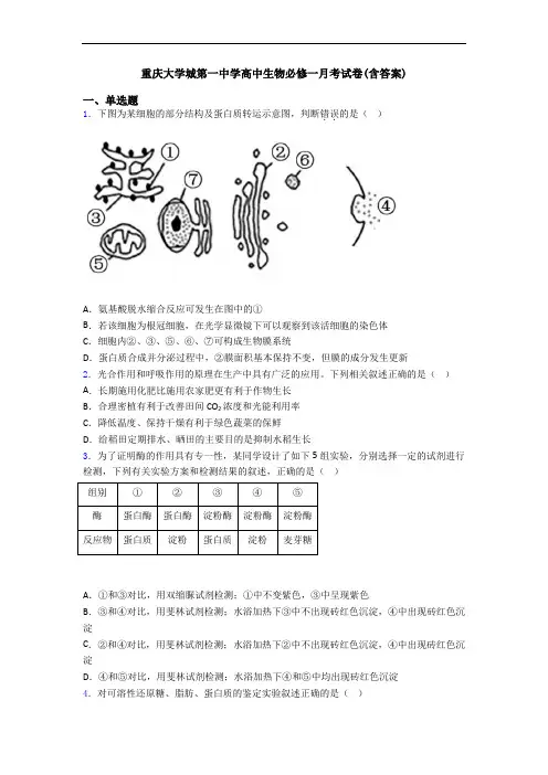 重庆大学城第一中学高中生物必修一月考试卷(含答案)